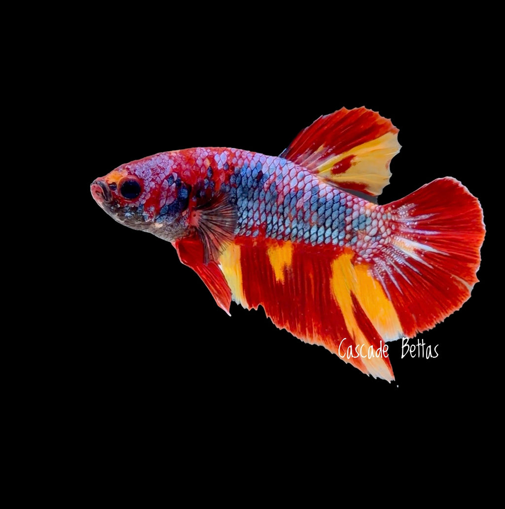 Galaxy Koi Plakat - M0020