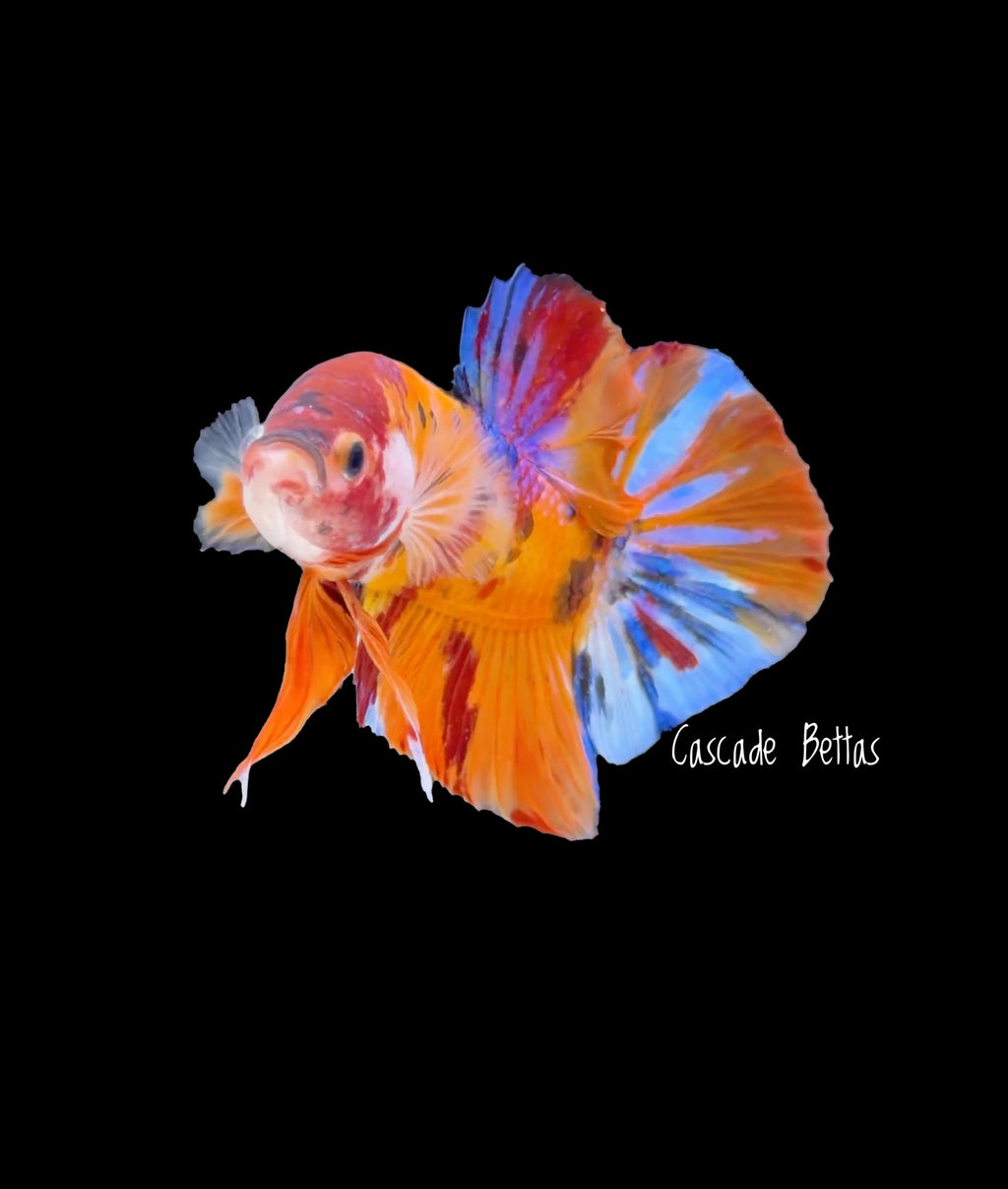 Giant Fancy Koi Giant Male Betta - GBPK0007