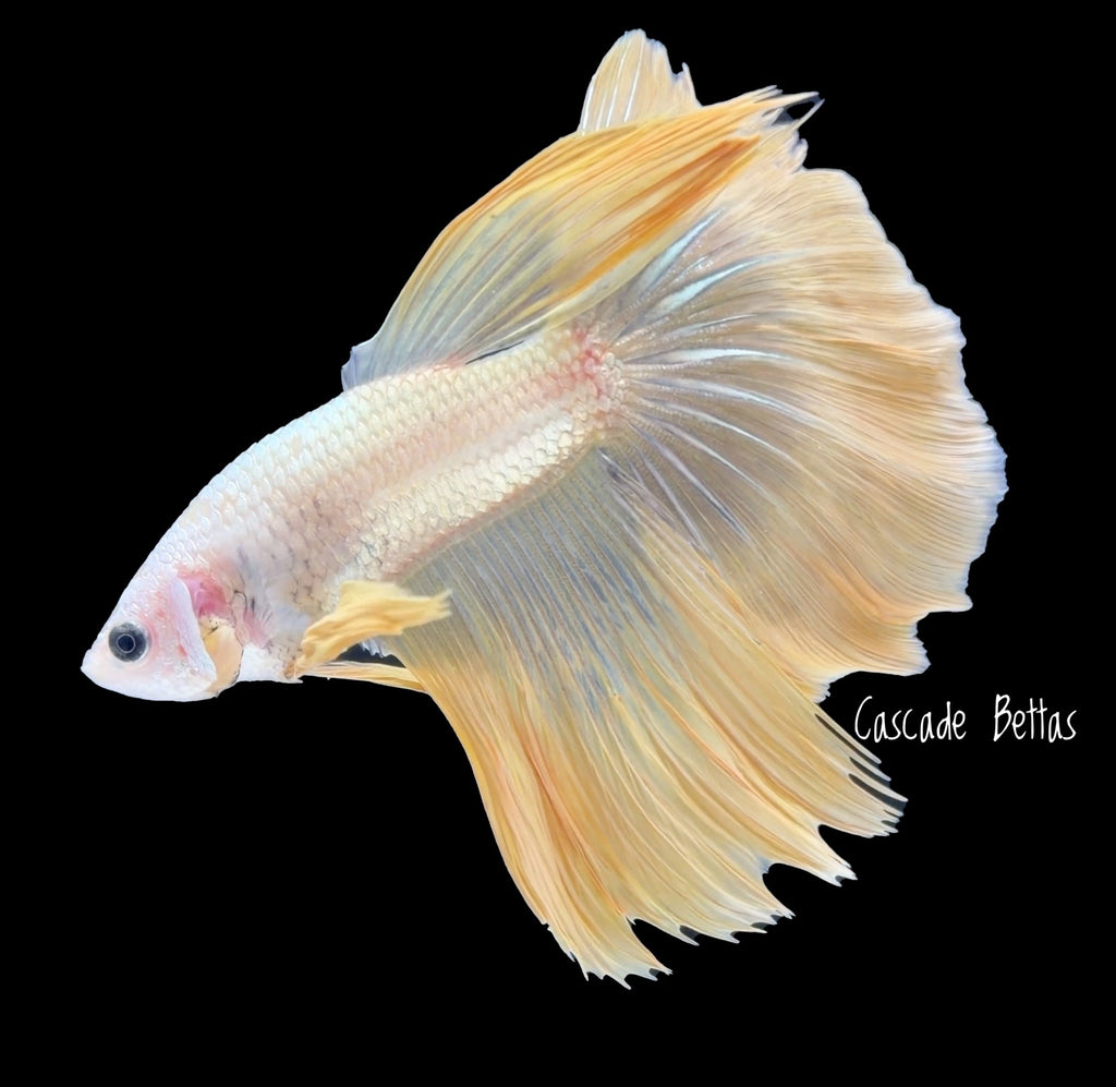Super Delta Translucent Yellow Male - M0010