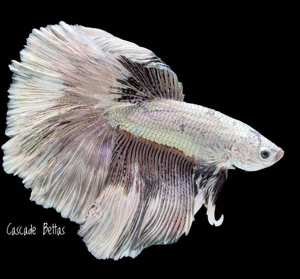 Pastel Rosetail Halfmoon Betta - M0021