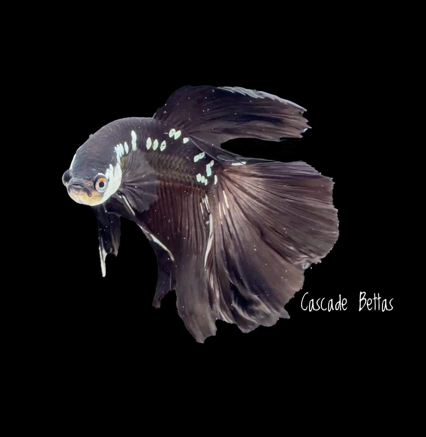 Black Samurai Halfmoon Betta - M0034