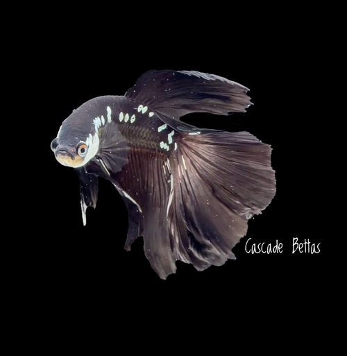 Black Samurai Halfmoon Betta - M0034
