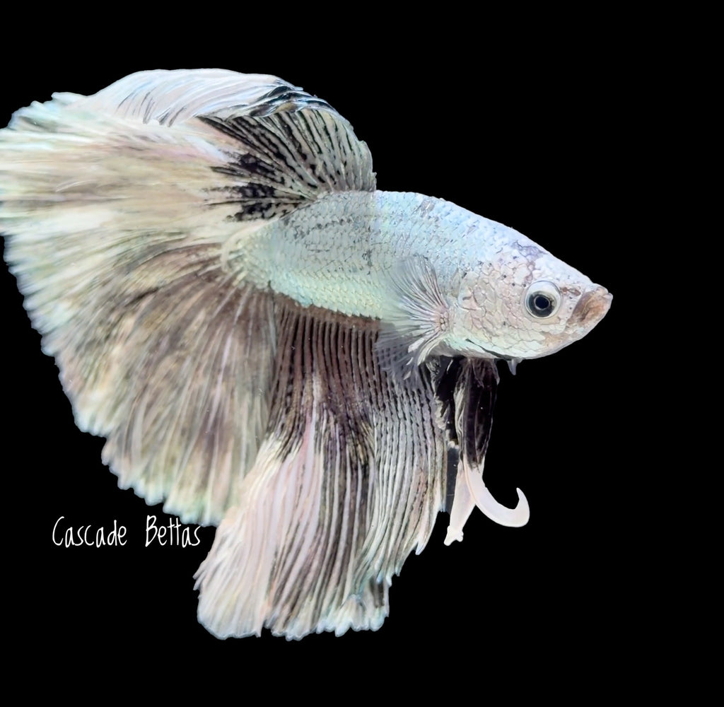 Pastel Rosetail Halfmoon Betta - M0021
