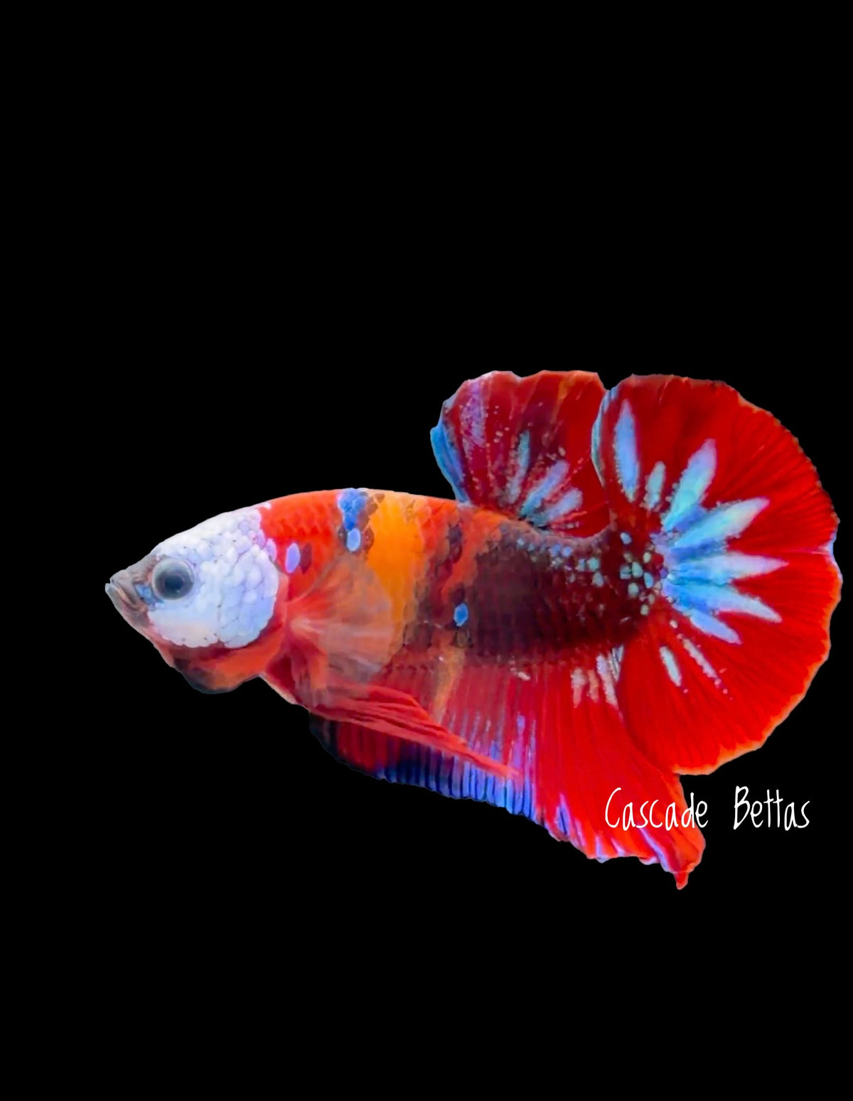 Fancy Koi Male Plakat - M0007