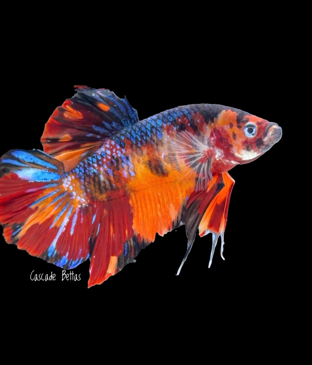 Giant Galaxy Koi Male Betta - GBPK0002