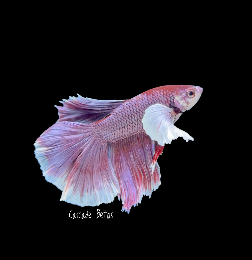 Lavender Dumbo Halfmoon Male - M0005