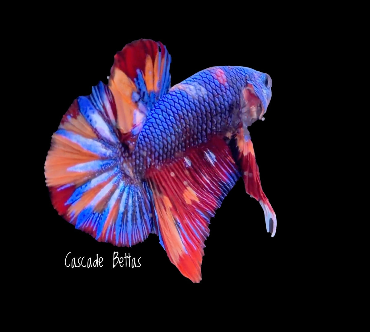 Premium Show Grade Male Betta - SM0013