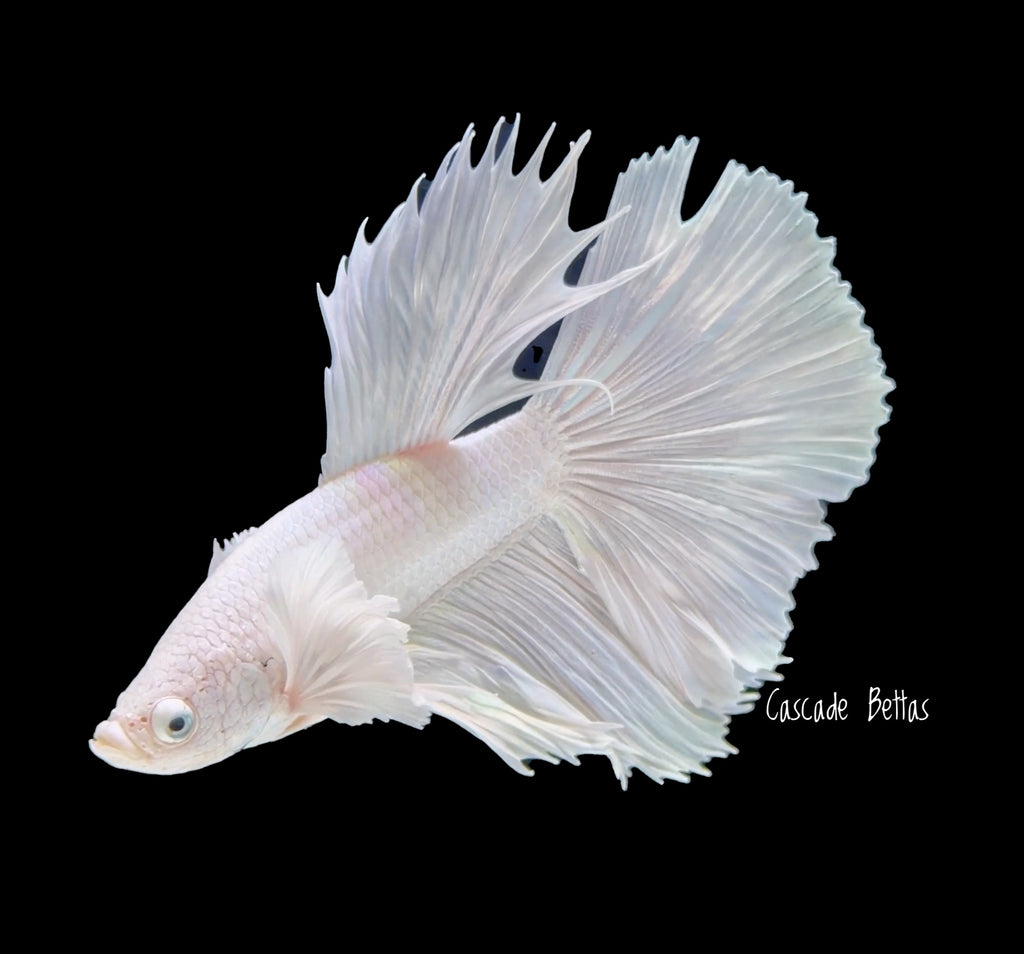 Platinum White Dumbo Male - M0026