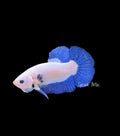 Blue Marble Plakat Male - M0004