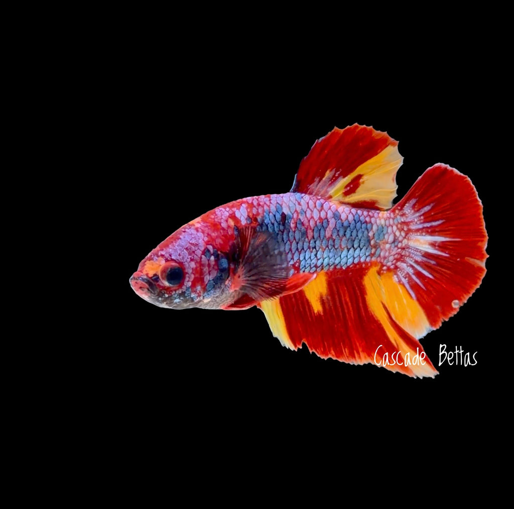 Galaxy Koi Plakat - M0020