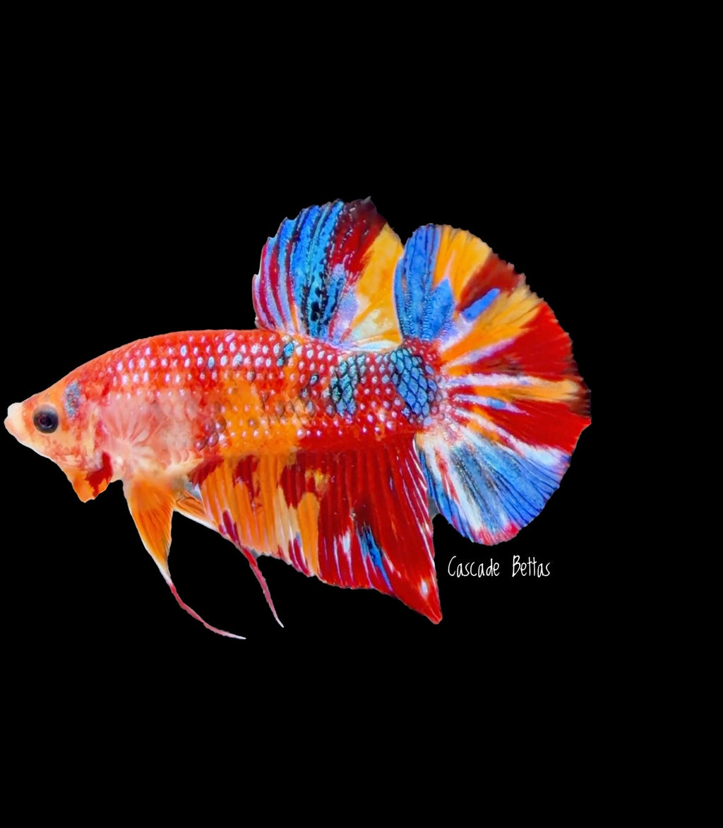 Show Grade Galaxy Koi Male Plakat - SGPK0005