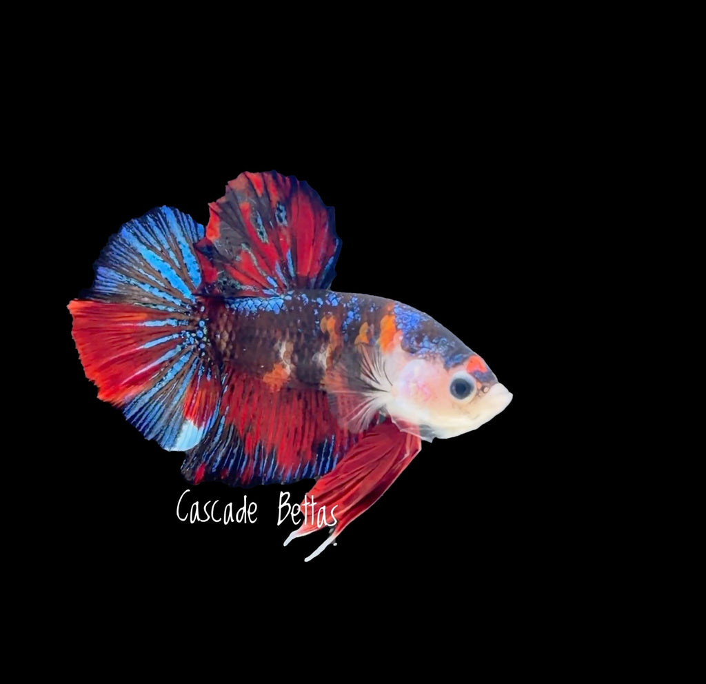 Candy Nemo Galaxy Plakat - M0015