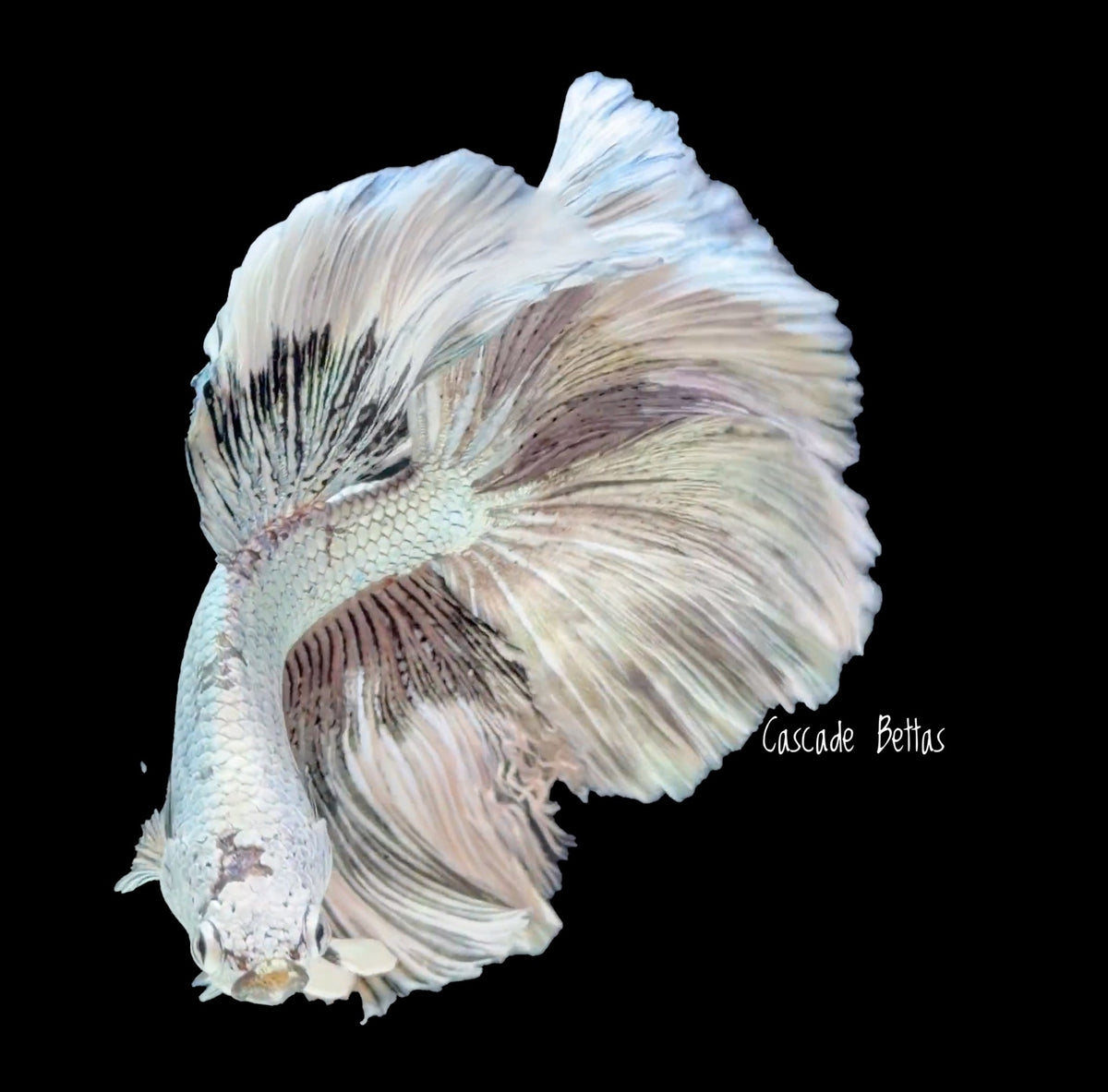Pastel Rosetail Halfmoon Betta - M0021