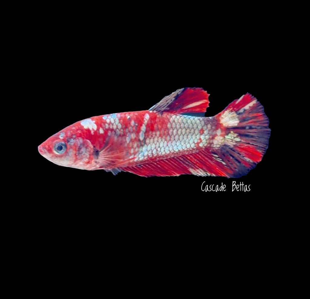 Red Galaxy Koi Female Betta - F0011