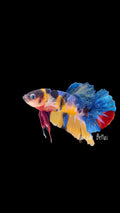 Candy Koi Male Plakat - M0008