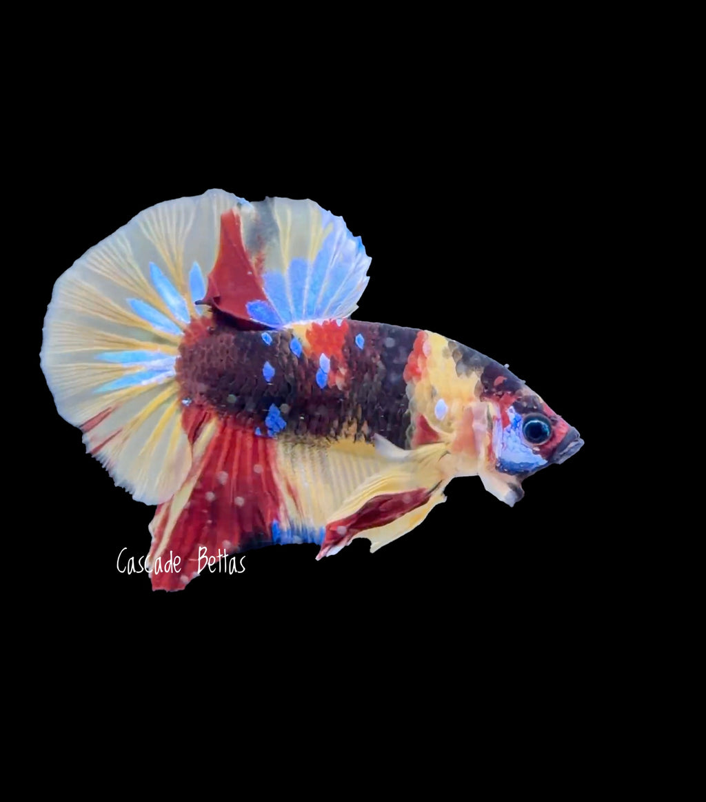 Galaxy Koi Male Betta - M0003