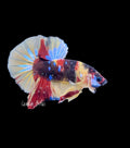Galaxy Koi Male Betta - M0003
