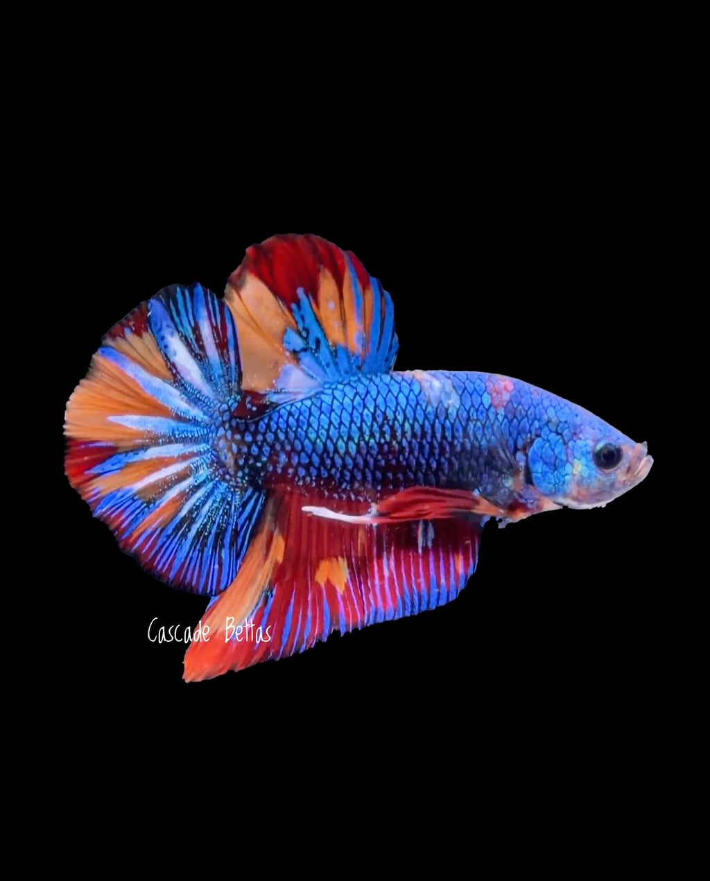 Premium Show Grade Male Betta - SM0013