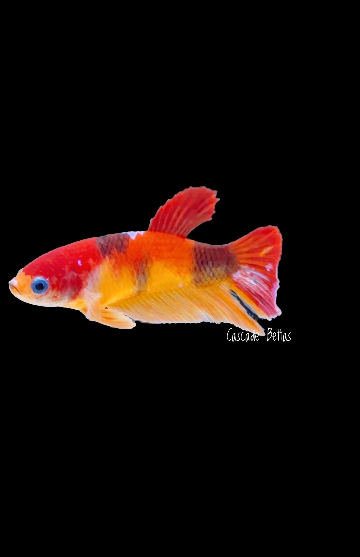 Nemo Koi Female Betta -  F0012