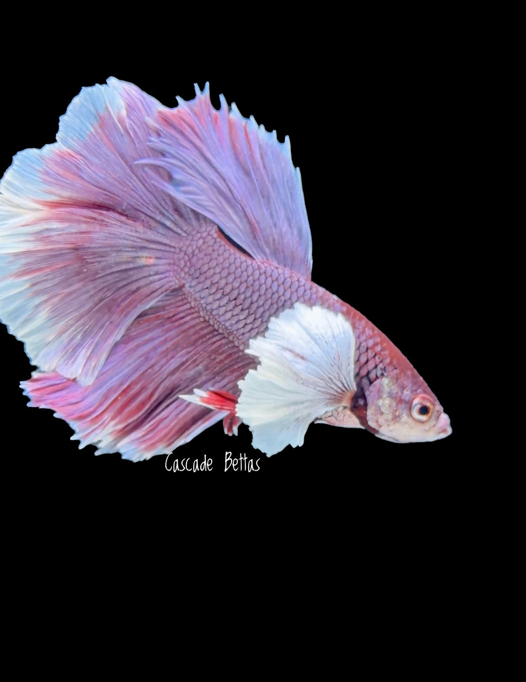 Lavender Dumbo Halfmoon Male - M0005
