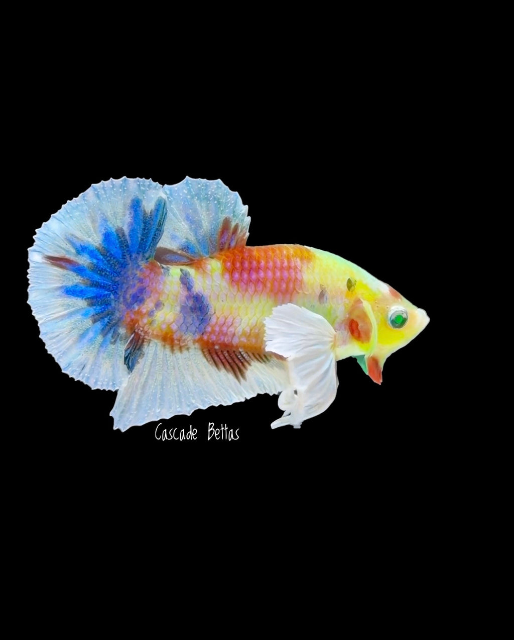 Rare Neon Dumbo Plakat Male Betta - M0006