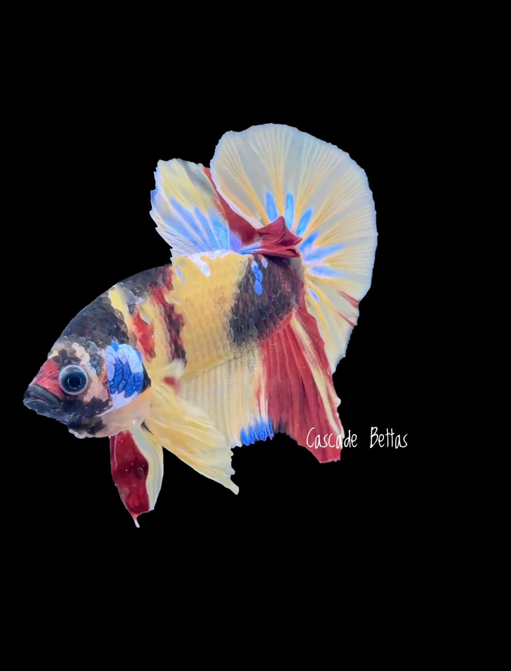 Galaxy Koi Male Betta - M0003