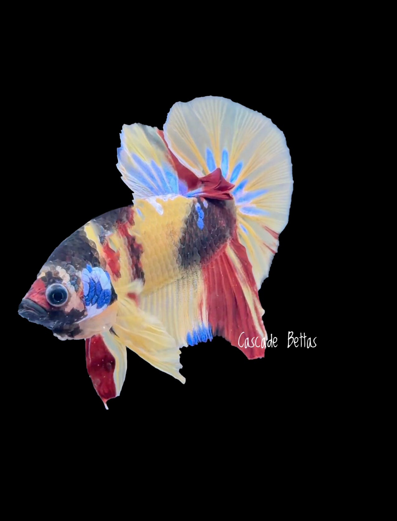 Galaxy Koi Male Betta - M0003