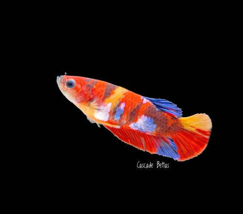 Candy Koi Female Betta - F0009