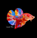 Show Grade Galaxy Koi Male Plakat - SGPK0005