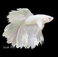 Platinum White Dumbo Male Betta- M0031