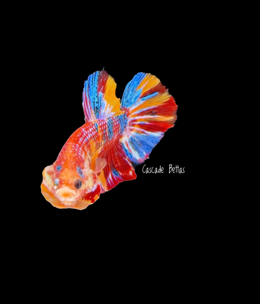 Show Grade Galaxy Koi Male Plakat - SGPK0005