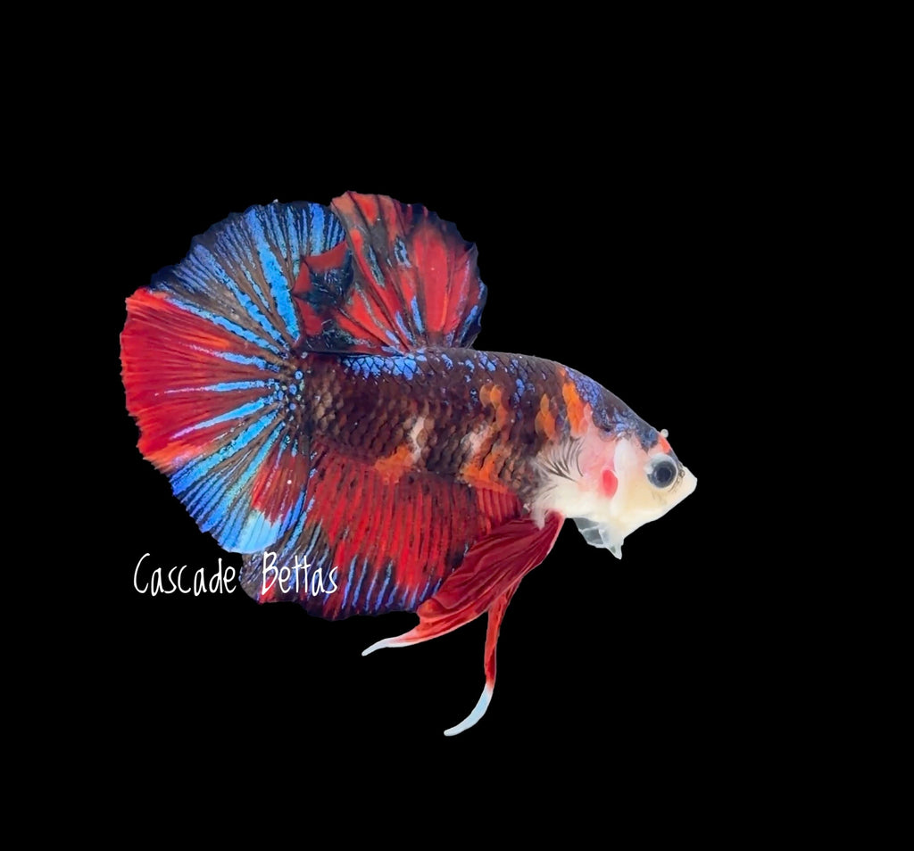 Candy Nemo Galaxy Plakat - M0015
