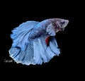Steel Blue Galaxy Rosetail Male Betta - M0028