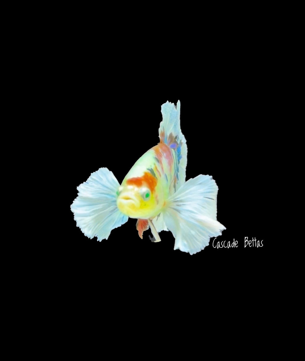 Rare Neon Dumbo Plakat Male Betta - M0006