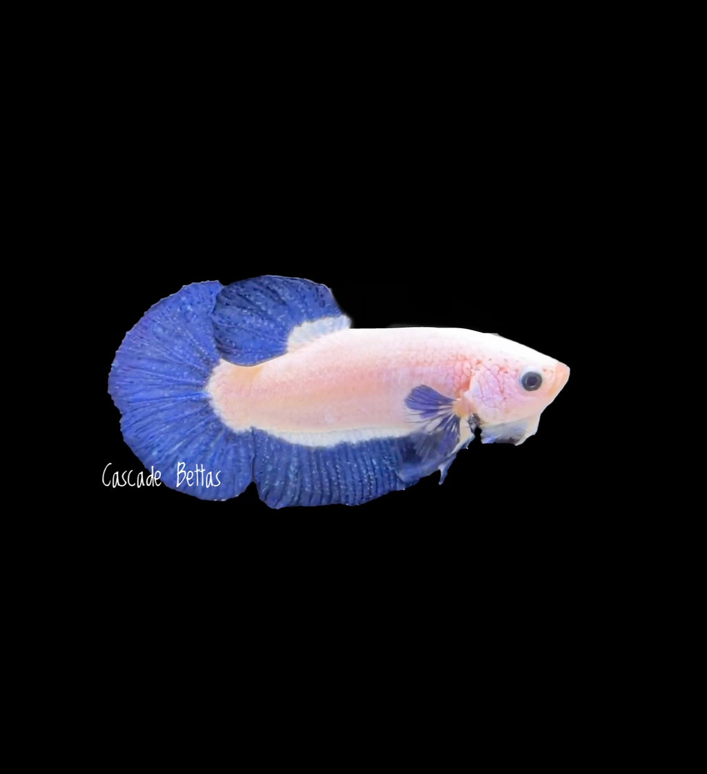 Blue Marble Plakat Male - M0004