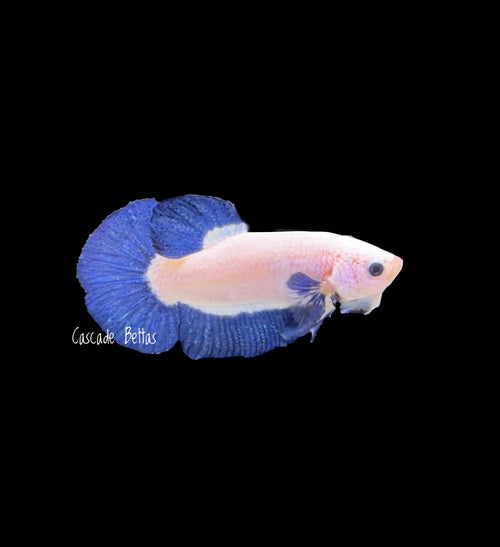 Blue Marble Plakat Male - M0004