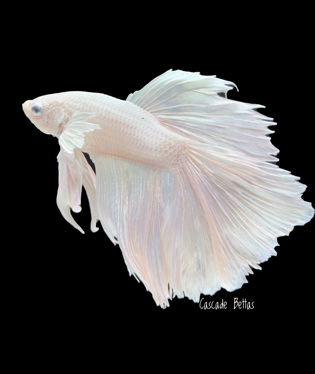 Platinum White Dumbo Male Betta- M0031