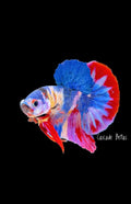 Fancy Koi Male Plakat - (M0002)