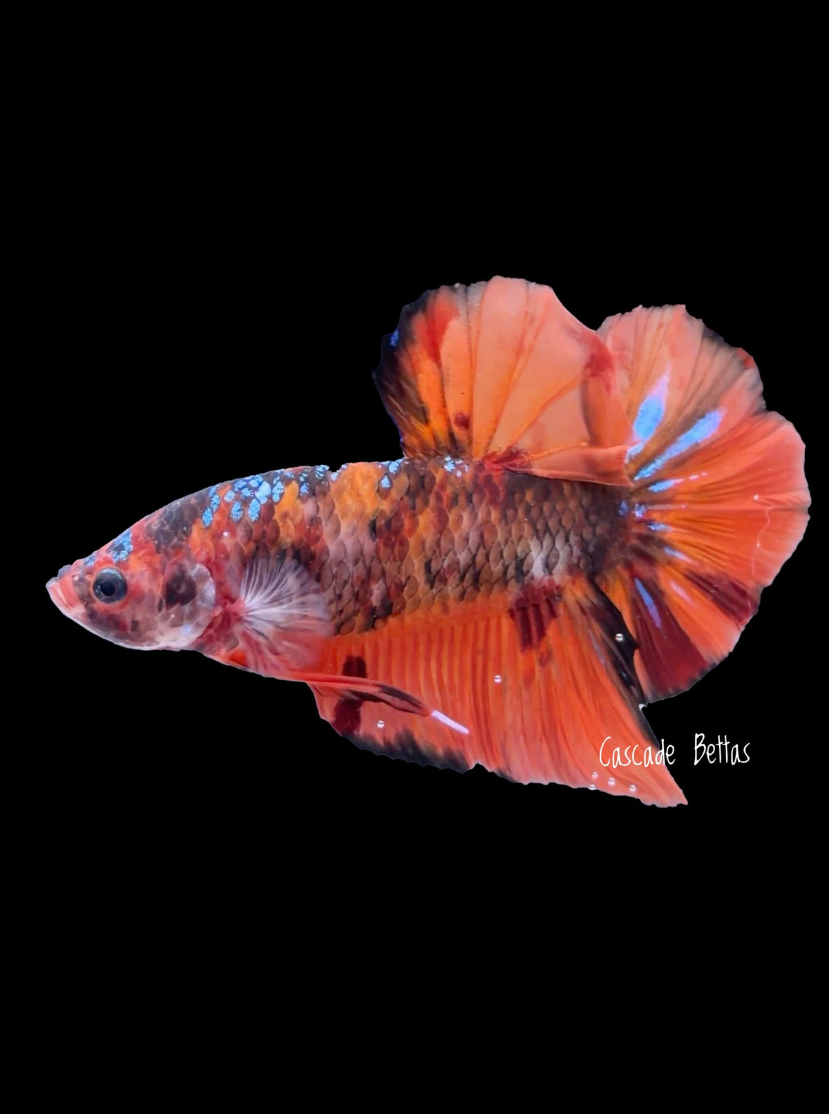 Giant Tangerine Koi Male Betta - GBPK0003