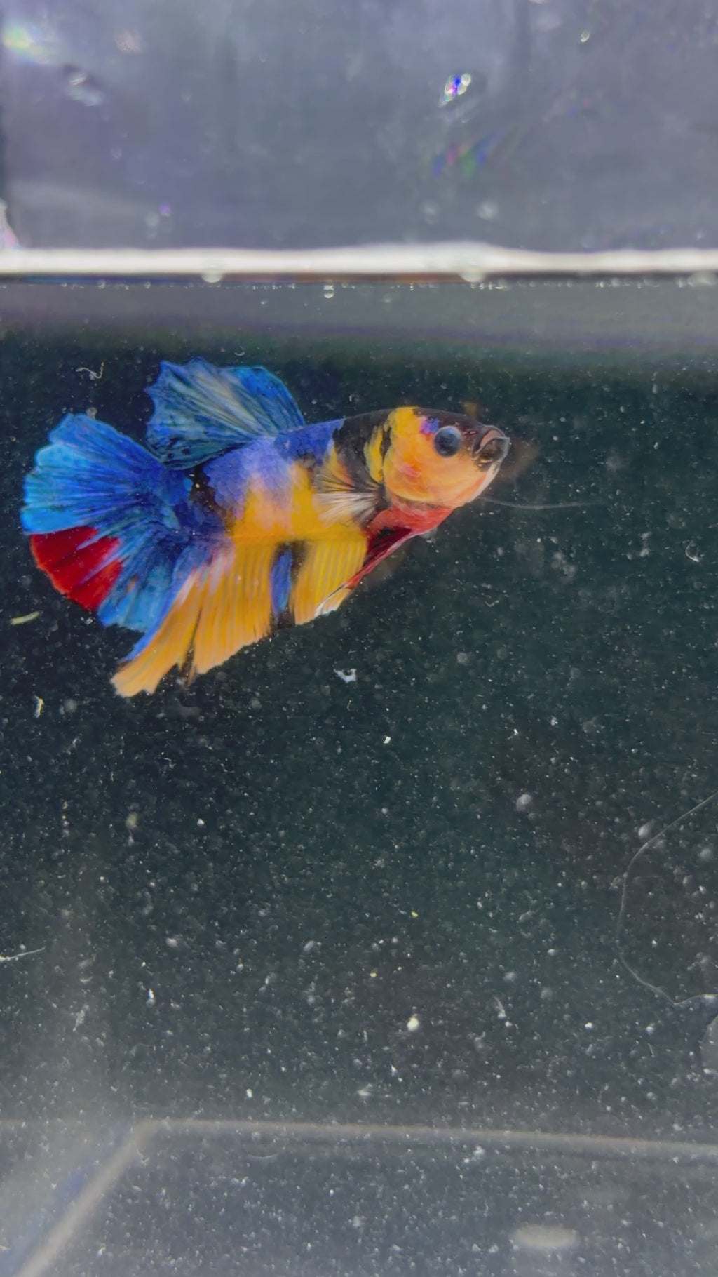 Candy Koi Male Plakat - M0008