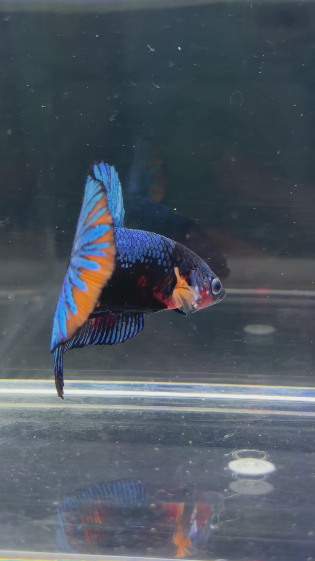 Show Grade Blue Galaxy Koi Male Plakat - SM0022