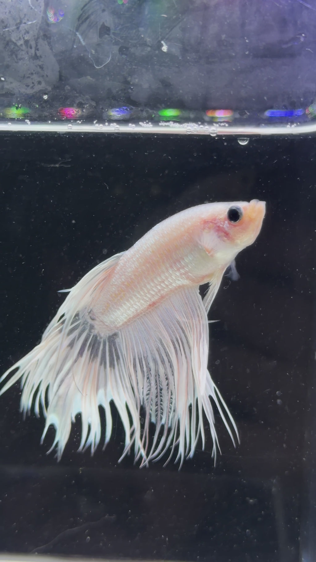 Platinum White Crowntail Male - M0019