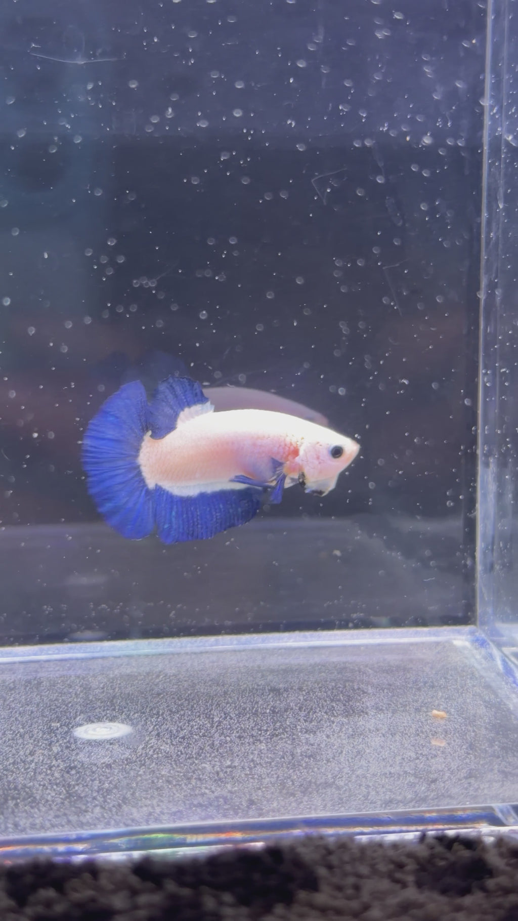 Blue Marble Plakat Male - M0004