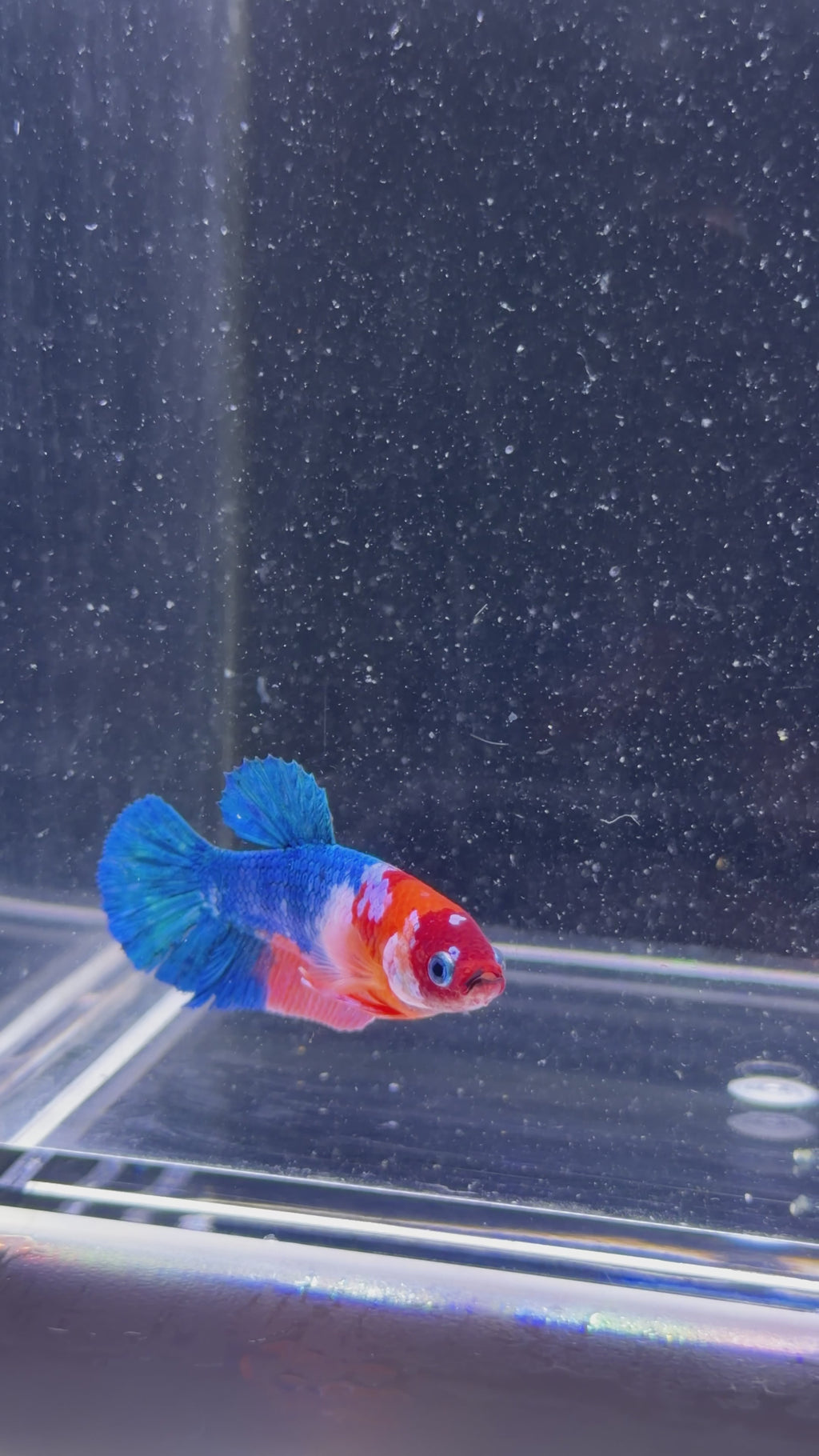 Blue Galaxy Koi Female Betta - F0008
