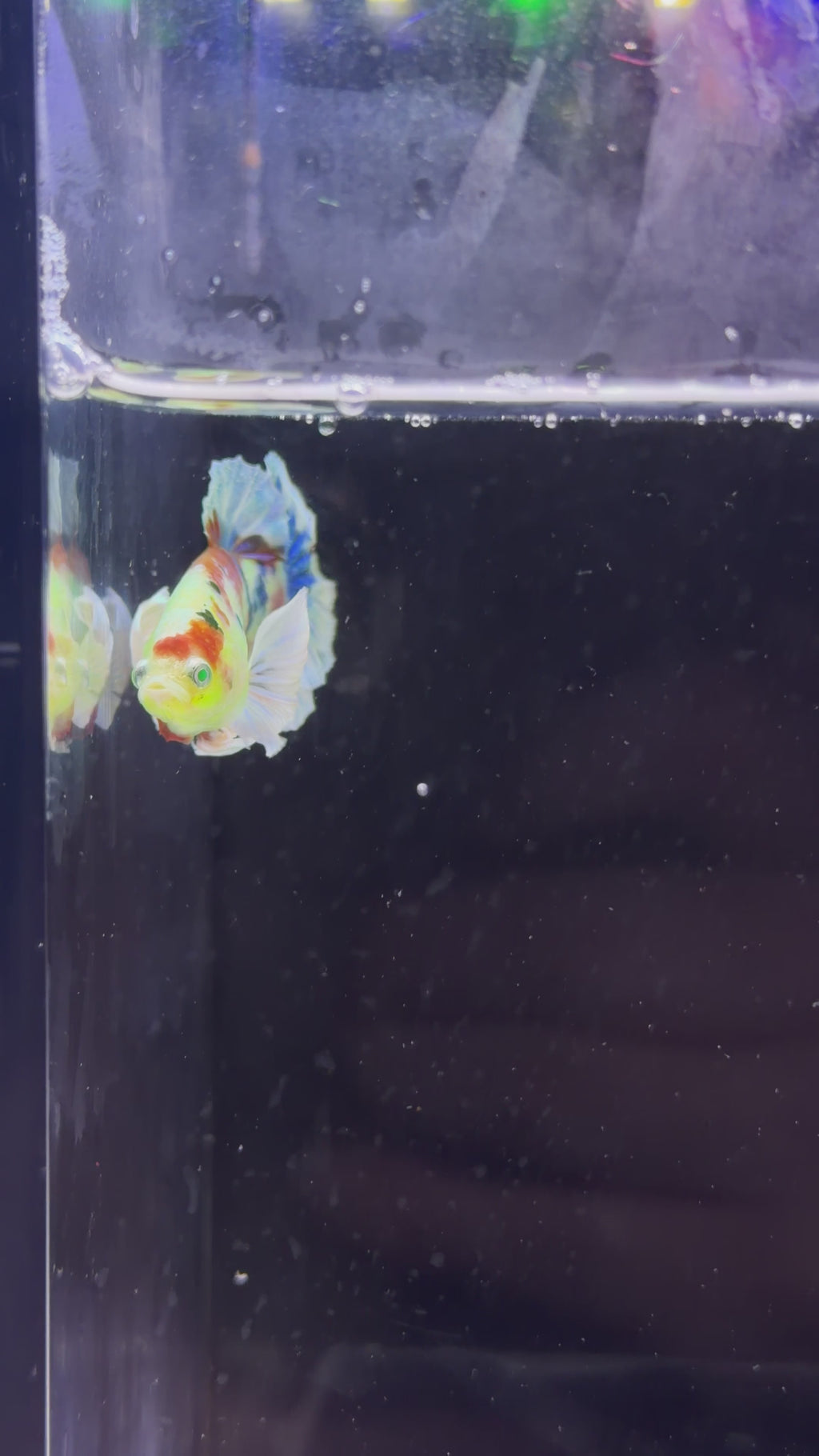 Rare Neon Dumbo Plakat Male Betta - M0006