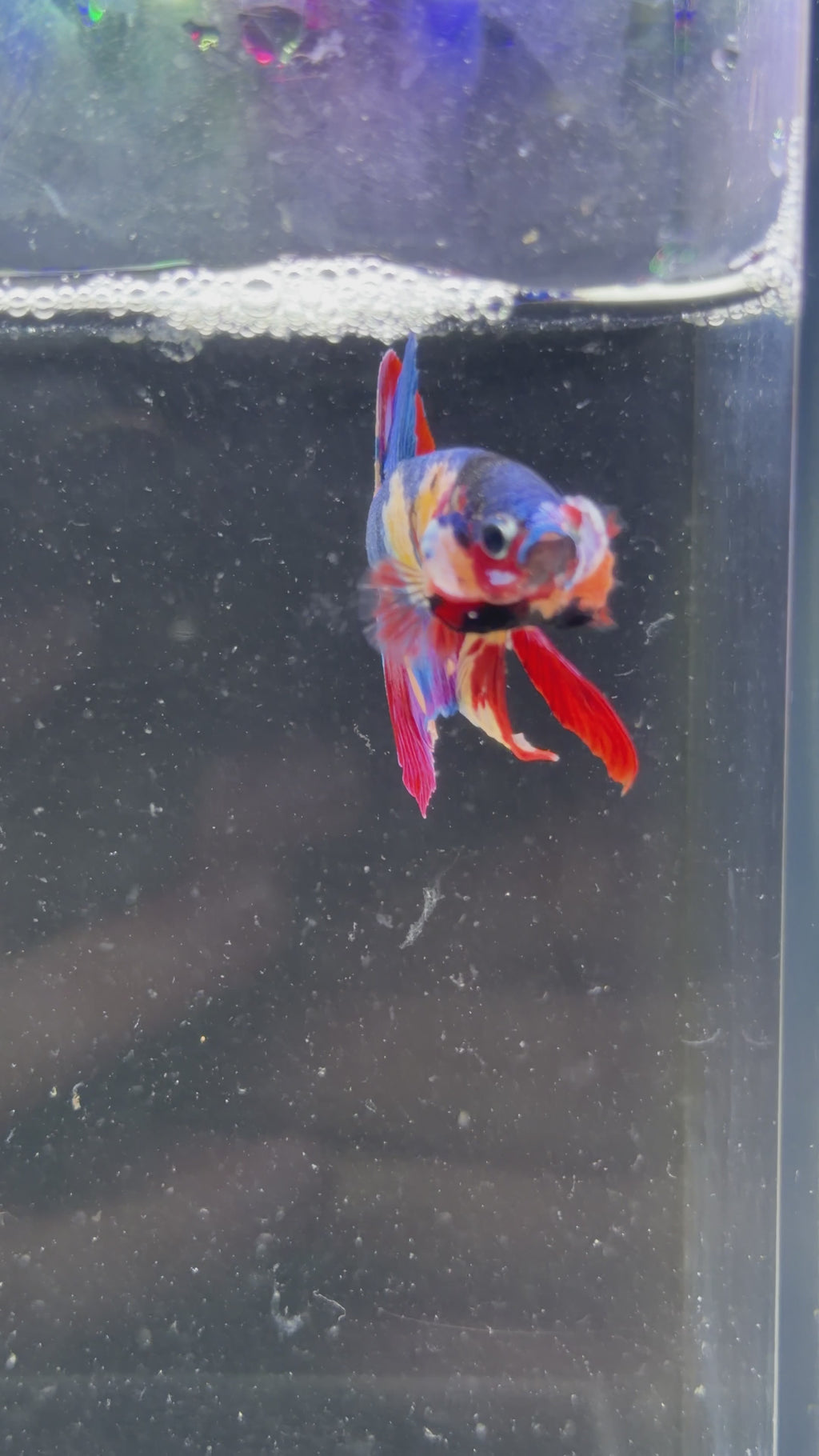 Fancy Koi Male Plakat - (M0002)