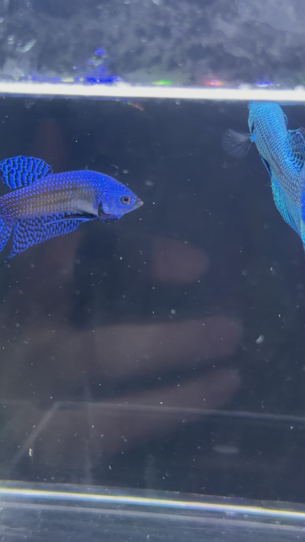 Green Alien Male Betta - M0016