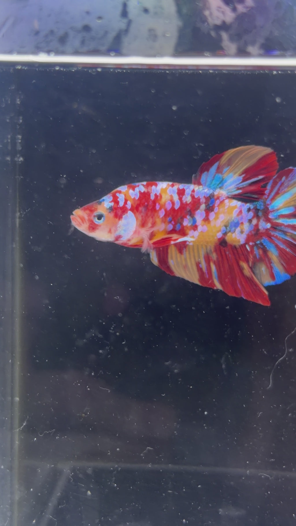 Giant Multicolor Galaxy Koi Male - (GBPK0004)