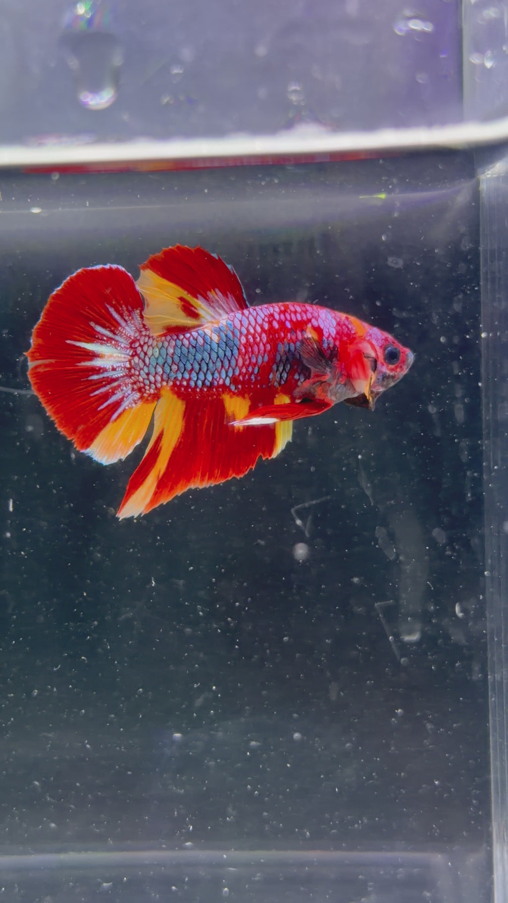 Galaxy Koi Plakat - M0020