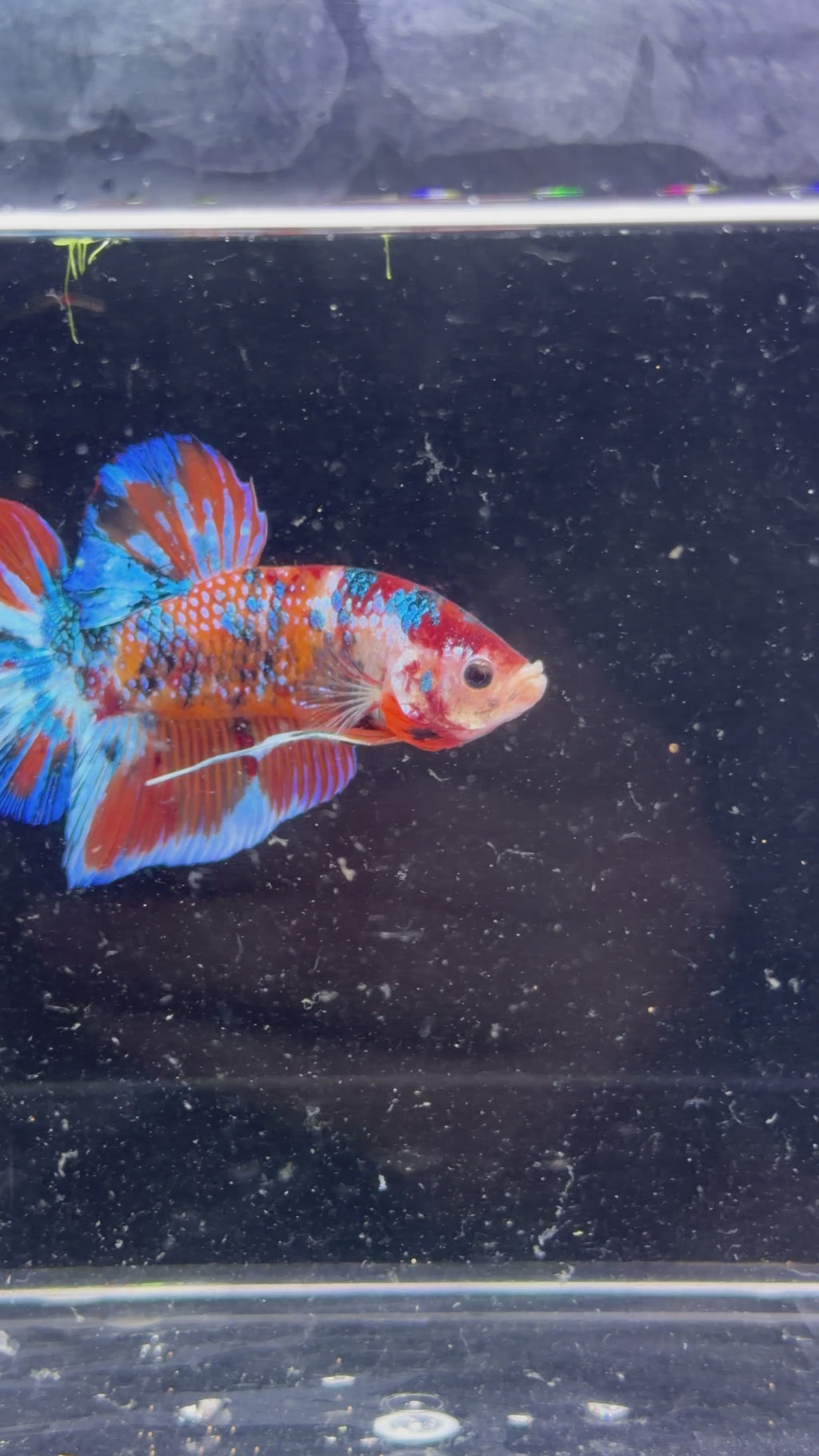 Giant Fancy Galaxy Koi Male Betta - (GBPK0006)